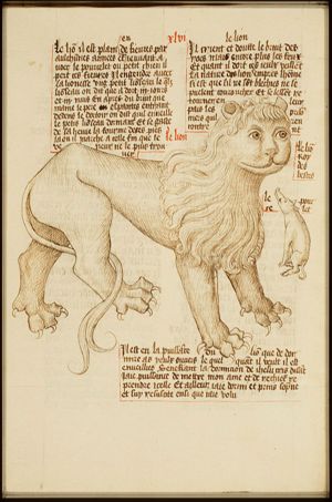 Lion
