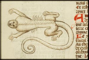 Crocodile