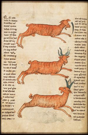 Daniel's vision: the goat looses his horn and grows four new horns and a king