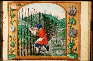 March: a man pruning vines