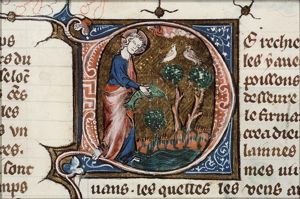 The Creation: birds and fishes