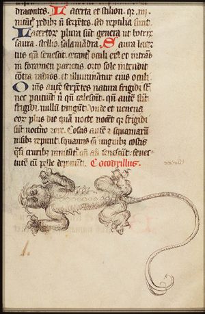 Crocodile