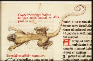 Crocodile