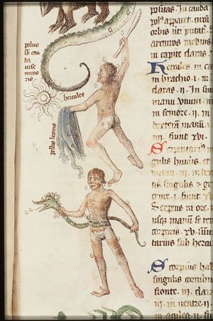 Constellation: Hercules