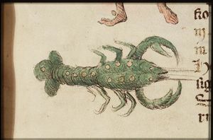 Zodiacal constellation: Scorpio (October)