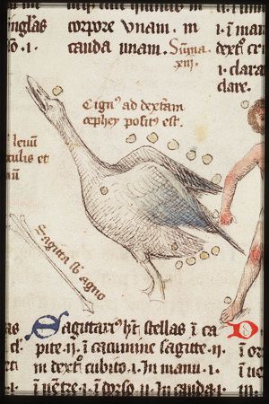 Constellation: Cygnus (Swan)