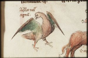 Constellation: Eagle (Aquila)