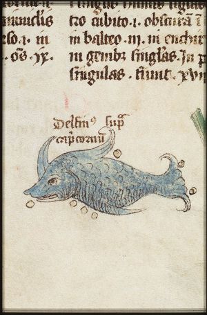 Constellation: Dolphin (Delphinus)