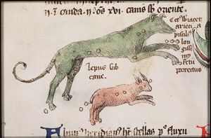 Constellation: Dog (Canis Major)