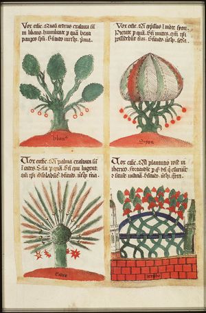The trees and their symbolic significance: Cedar and the First Beatitude ~ Sermon on the Mount