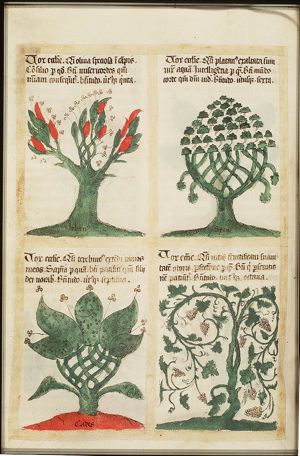 The trees and their symbolic significance: Olive-Tree and the Fifth Beatitude ~ Sermon on the Mount