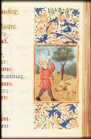 November: a man knocking acorns out of an oak-tree