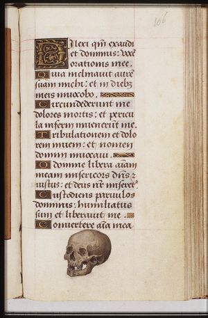 A skull