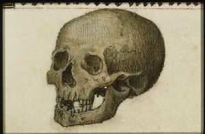 A skull