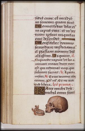 A skull