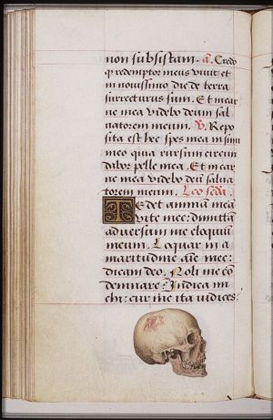 A skull