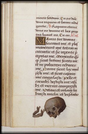 A skull