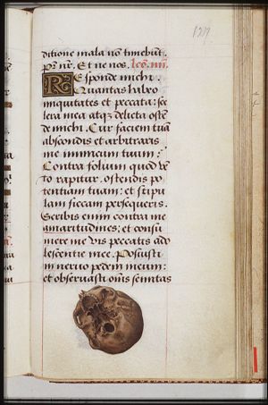 A skull