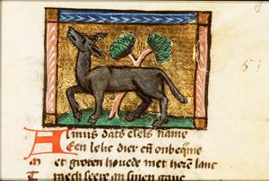 Asinus (ass)