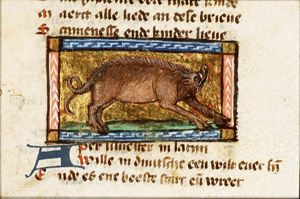 Aper silvestris (wild boar)