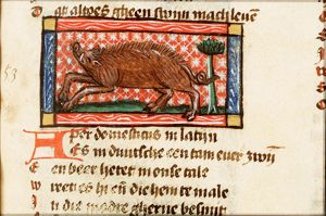 Aper domesticus (domesticated boar)