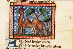 Alay (camel)