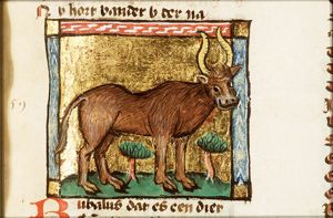 Bubalus (buffalo)