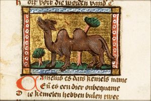 Camelus (camel)