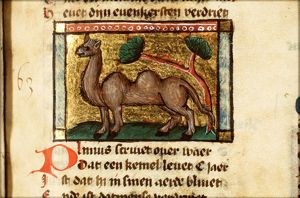 Camelus (camel)