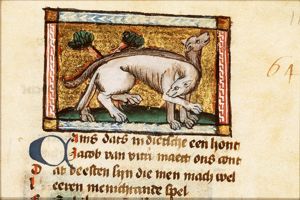 Canis (dog)