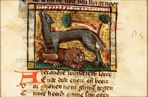 Canis (dog) and leo (lion)
