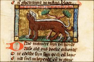 Canis (dog)