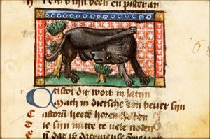 Castor (beaver) biting off his own testicles