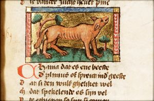 Chama (lynx)