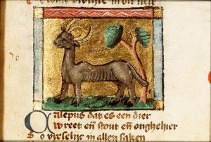 Capelus