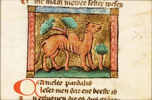 Camelus pardalis (giraffe)