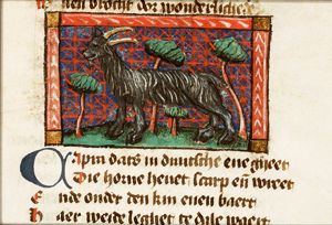 Capra (goat)