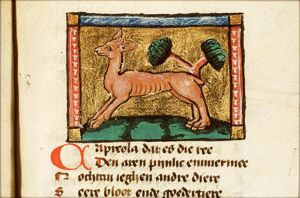 Capreola (female goat)