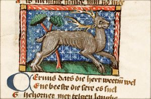 Cervus (stag)