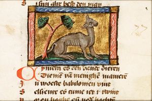 Cymera (kind of goat)
