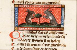 Cuniculus (rabbit)