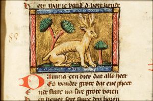 Damma (gazelle)