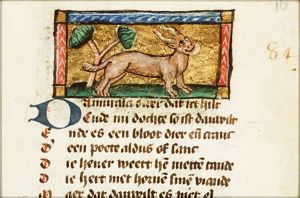 Dammula (fallow-deer)