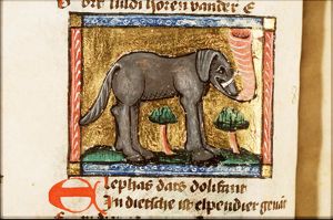 Elephas (elephant)