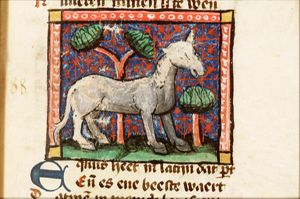 Equus (horse)