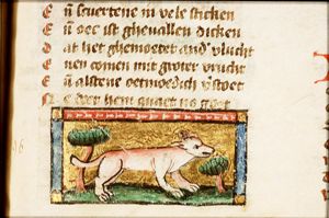 Furmiculus (ferret)