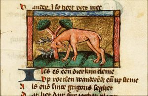 Ibex
