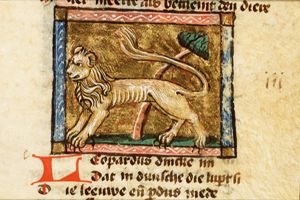 Leopardus (leopard)
