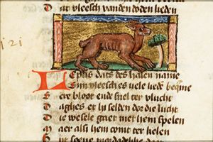 Lepus (hare)