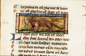 Luter (otter)